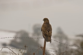 Photo P. Van Damme Buse variable 