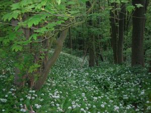 Ail des ours, bois de l'Abbay