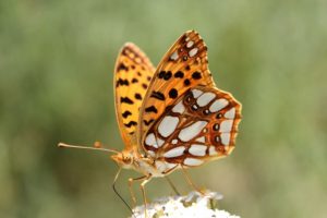 Photo F. Degrave- Petit nacré